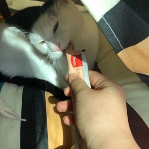 완피 캣 크리미 퓨레 5종 혼합 14g*25p 베스트 후기 이미지