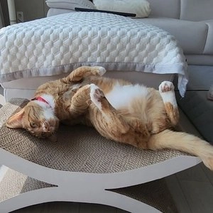 베스트 프라이스 긁긁 스크래쳐 해먹형 베스트 후기 이미지