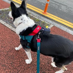 [무료배송] 분독 0109 하네스 그린 (앞고리 겸용) S-L 베스트 후기 이미지