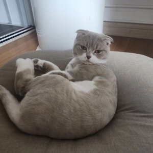 [NEW신상]가필드 천연 카사바 고양이 모래 그린 (가는입자) 6.5kg 베스트 후기 이미지