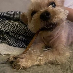 페디칼 독 남다른 소 불리스틱 M 베스트 후기 이미지