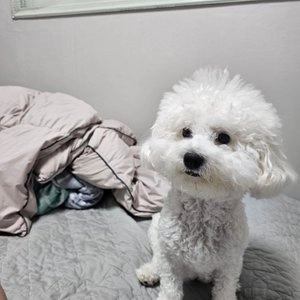 [웰컴딜] ANF 독 치킨&비프 캔 95g 베스트 후기 이미지