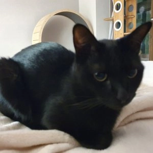 지위픽 캣 소고기 1kg  베스트 후기 이미지