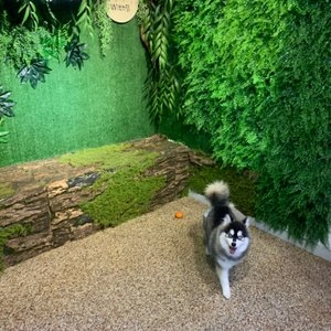 아몬스 여아용 기저귀 10p 초소형/소형/중형 베스트 후기 이미지