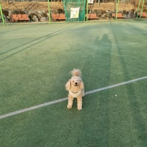 [웰컴딜] 아투 독 오리 5kg 베스트 후기 이미지