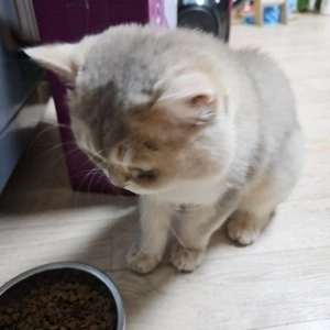 에프씨원 캣 500달톤 가수분해 저알러지 전연령 피부 면역 100g 베스트 후기 이미지