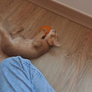 사냥의정석 감귤 냥모공 3p 베스트 후기 이미지