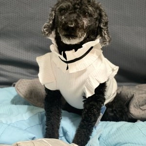 [무료배송] 도그아이 리본 프릴티 S-2XL 베스트 후기 이미지