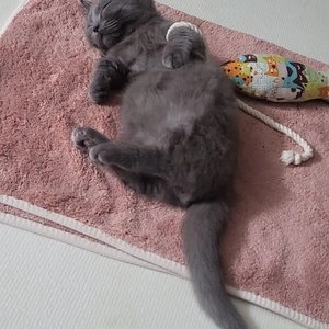 피버 소프트 펫타올 2개입 (핑크+아이보리) 베스트 후기 이미지