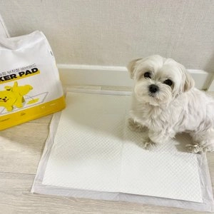 써니데이즈 논슬립 배변패드 중형 50매 (40x50cm) 베스트 후기 이미지