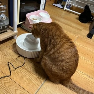 이너프파이브 포세린 펫 정수기 필터 8p 베스트 후기 이미지