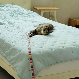 펫모닝 바스락 롱테일 낚싯대 베스트 후기 이미지