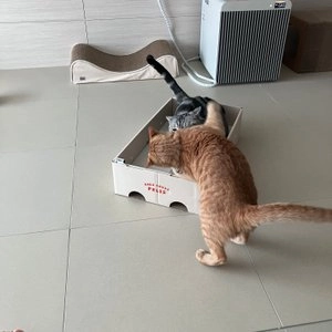 닥터펠리스 캣 애착박스 화이트 L 베스트 후기 이미지