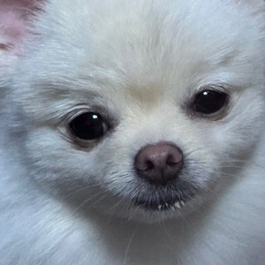 [무료배송] 벨버드 독 져키킹 오리&연어&황태 1kg S 베스트 후기 이미지