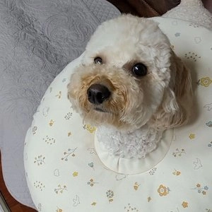 [무료배송] 리토가토 오가닉 쿠션 넥카라 스윗가든 S-XL 베스트 후기 이미지