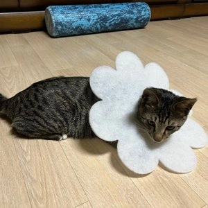 브룸 데일리 넥카라 3매입 베스트 후기 이미지