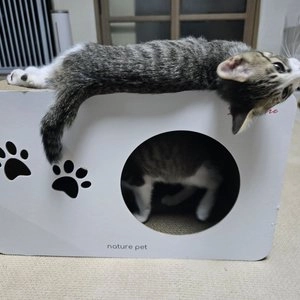 네이처펫 시그니처 고양이 스크래처 숨숨집 베스트 후기 이미지
