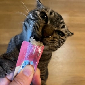 ABCare 순살스틱 덴탈 240g 베스트 후기 이미지