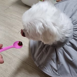 뉴트리플러스젠 관절 영양제 글루코사민 120g 베스트 후기 이미지