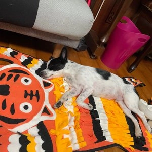 펫홀릭 타이거 노즈워크 매트 베스트 후기 이미지