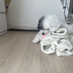 베니즈 독 베베 버니 라텍스 장난감 베스트 후기 이미지