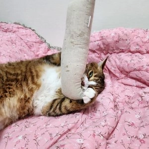 [무료배송] 다바리스튜디오 로프 빅 캣닢쿠션 M/L 베스트 후기 이미지