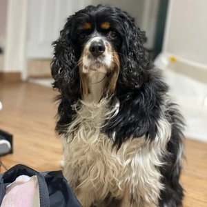 [무료배송] 베베페페 슈퍼푸드 천연 샴푸 300ml 마일드그린/스윗핑크 베스트 후기 이미지