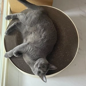 [무료배송] 고공캣 캣모나이트 스크래쳐 아이보리/브라운/차콜 베스트 후기 이미지