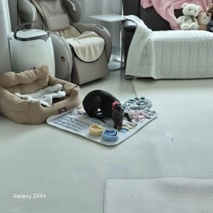 Think your dog teeth 독 연어딩고 우유껌스틱 20p 베스트 후기 이미지