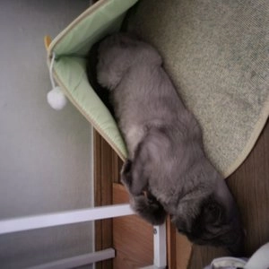 [무료배송] 도그웨그 공룡 쿨 하우스 여름 쿨방석 베스트 후기 이미지