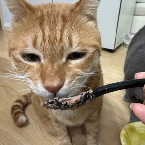 쉬바 캣 무스 닭고기와 닭간 70g 베스트 후기 이미지