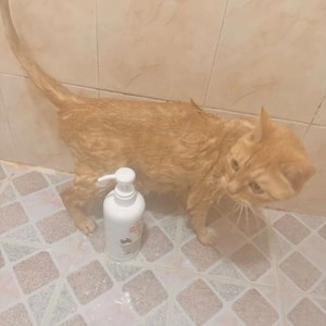 리스펫 더 순한 저자극 올인원 샴푸 500ml 베스트 후기 이미지