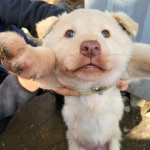 [무료배송] 멍템 방수 핸즈프리 리드줄 네온오렌지/네온옐로/방수그린/방수블루/방수블랙 S-L 베스트 후기 이미지