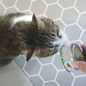 알모네이쳐 캣 참치&뱅어 캔 70g 베스트 후기 이미지