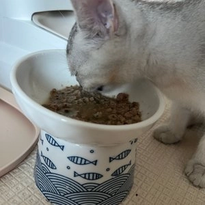 네이처스 버라이어티 캣 생식본능 치킨 민스컵 99g 베스트 후기 이미지