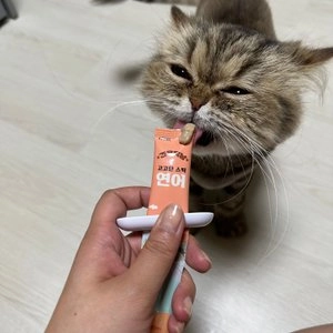 견우직냥 고고단스틱 연어 15g*10p 베스트 후기 이미지