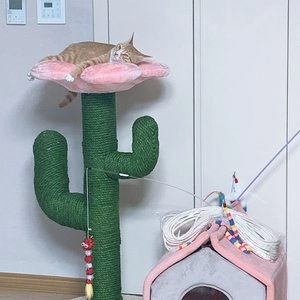 [무료배송] VETRESKA 플라워 선인장 타워 스크래쳐 L 베스트 후기 이미지