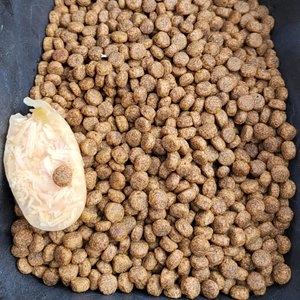 [유통기한임박, 23년3월31일] 이나바 독 트윈컵 닭가슴살&녹황색채소&참치 베스트 후기 이미지