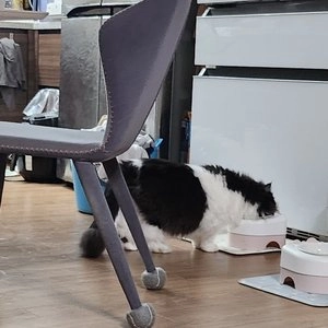 [추가증정] ANF 캣 6 Free 플러스 인도어 어덜트 5.6kg + 휴대용 돌돌이 증정 베스트 후기 이미지