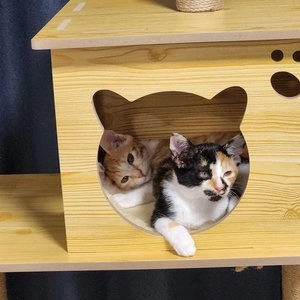 딩동펫 튼튼 원목 캣타워 베스트 후기 이미지