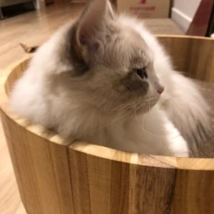 [무료배송] 야오미 우드 라운드 스크래쳐 베스트 후기 이미지