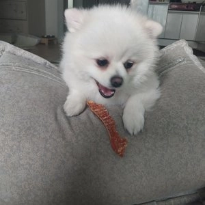 THE 건강한 형제 독 수제간식 닭가슴살 80g 베스트 후기 이미지