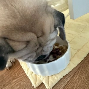 건국대학교 짜먹는 펫유산균 60g 베스트 후기 이미지