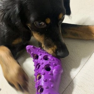 [수요특가] 네추라 너리쉬 독 트릿트릭 리필 닭고기맛 183g (32p) 베스트 후기 이미지