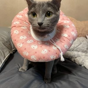 [무료배송] 힐링타임 도넛 쿠션 넥카라 핑크래빗 S-L 베스트 후기 이미지