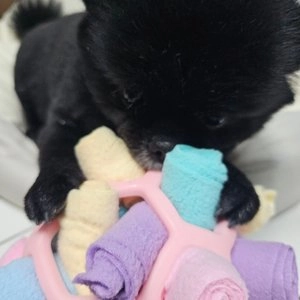 [무료배송] 딩동펫 버글 노즈워크 볼 레드/핑크 베스트 후기 이미지