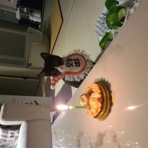 [무료배송] 멍냥이수라간 미니 마약 타르트 생일상 세트 베스트 후기 이미지