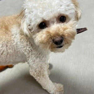 [창고대방출] 와일드라이프 독 홀스스틱 말불리스틱 50g 베스트 후기 이미지