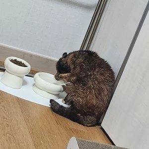 [무료배송] 묘견인생 모던 식기 세트 민트/다크민트 베스트 후기 이미지