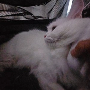 뮤트 촉촉 케어 안개분사 브러쉬 베스트 후기 이미지